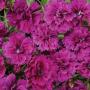Seminte profesionale Dianthus hybrid - Garofite de gradina - imagine 49005